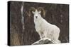 Bighorn Sheep-null-Stretched Canvas