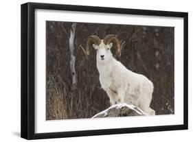 Bighorn Sheep-null-Framed Premium Photographic Print