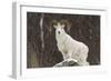Bighorn Sheep-null-Framed Premium Photographic Print