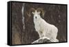 Bighorn Sheep-null-Framed Stretched Canvas