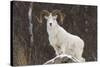 Bighorn Sheep-null-Stretched Canvas