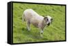 Bighorn Sheep-null-Framed Stretched Canvas