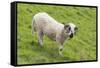 Bighorn Sheep-null-Framed Stretched Canvas