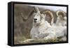 Bighorn Sheep-null-Framed Stretched Canvas