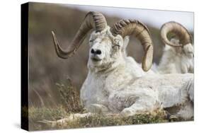 Bighorn Sheep-null-Stretched Canvas