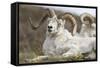 Bighorn Sheep-null-Framed Stretched Canvas