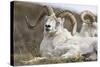 Bighorn Sheep-null-Stretched Canvas