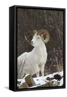 Bighorn Sheep-null-Framed Stretched Canvas