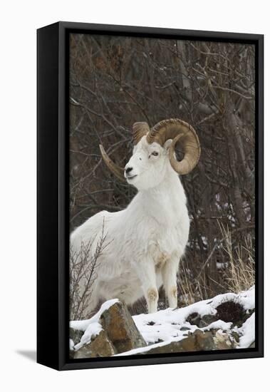 Bighorn Sheep-null-Framed Stretched Canvas