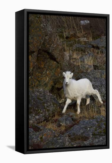 Bighorn Sheep-null-Framed Stretched Canvas