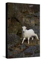 Bighorn Sheep-null-Stretched Canvas