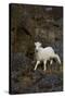 Bighorn Sheep-null-Stretched Canvas