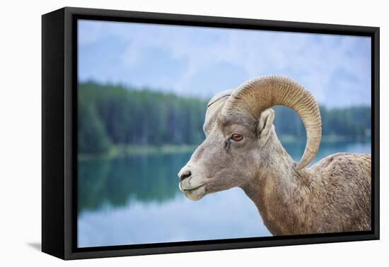 Bighorn Sheep-null-Framed Stretched Canvas