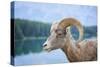 Bighorn Sheep-null-Stretched Canvas