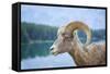 Bighorn Sheep-null-Framed Stretched Canvas