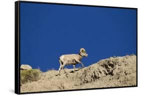 Bighorn Sheep-Joe McDonald-Framed Stretched Canvas