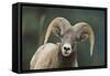 Bighorn Sheep-DLILLC-Framed Stretched Canvas