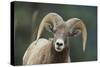 Bighorn Sheep-DLILLC-Stretched Canvas