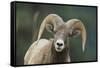 Bighorn Sheep-DLILLC-Framed Stretched Canvas