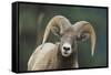 Bighorn Sheep-DLILLC-Framed Stretched Canvas