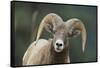 Bighorn Sheep-DLILLC-Framed Stretched Canvas