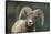 Bighorn Sheep-DLILLC-Framed Stretched Canvas