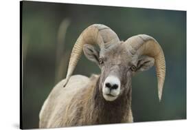 Bighorn Sheep-DLILLC-Stretched Canvas