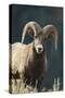 Bighorn Sheep-DLILLC-Stretched Canvas