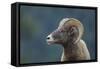 Bighorn Sheep-DLILLC-Framed Stretched Canvas