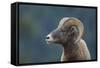 Bighorn Sheep-DLILLC-Framed Stretched Canvas