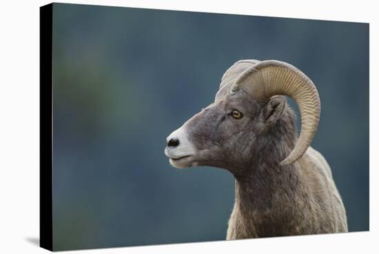 Bighorn Sheep-DLILLC-Stretched Canvas