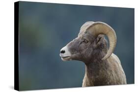 Bighorn Sheep-DLILLC-Stretched Canvas