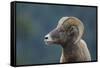 Bighorn Sheep-DLILLC-Framed Stretched Canvas