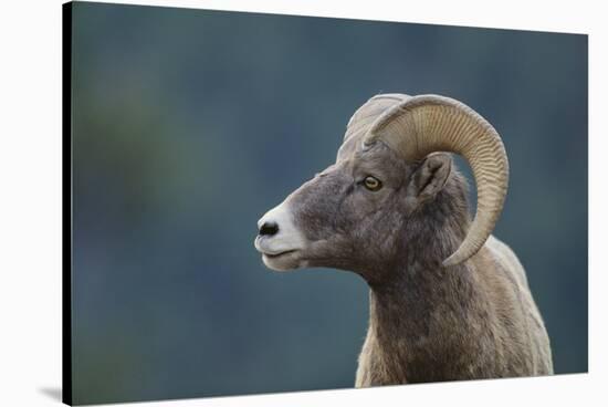 Bighorn Sheep-DLILLC-Stretched Canvas