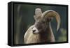 Bighorn Sheep-DLILLC-Framed Stretched Canvas