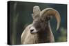 Bighorn Sheep-DLILLC-Stretched Canvas