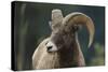 Bighorn Sheep-DLILLC-Stretched Canvas