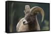 Bighorn Sheep-DLILLC-Framed Stretched Canvas