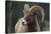 Bighorn Sheep-DLILLC-Stretched Canvas