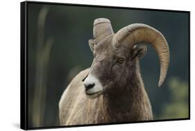 Bighorn Sheep-DLILLC-Framed Stretched Canvas