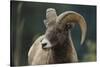 Bighorn Sheep-DLILLC-Stretched Canvas