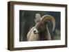 Bighorn Sheep-DLILLC-Framed Premium Photographic Print