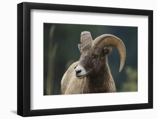 Bighorn Sheep-DLILLC-Framed Premium Photographic Print