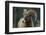 Bighorn Sheep-DLILLC-Framed Premium Photographic Print