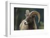 Bighorn Sheep-DLILLC-Framed Premium Photographic Print