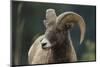 Bighorn Sheep-DLILLC-Mounted Premium Photographic Print