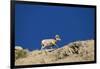 Bighorn Sheep-Joe McDonald-Framed Photographic Print