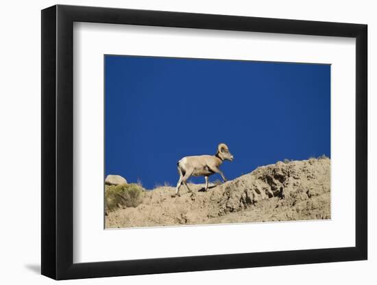 Bighorn Sheep-Joe McDonald-Framed Photographic Print