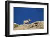 Bighorn Sheep-Joe McDonald-Framed Photographic Print