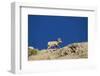 Bighorn Sheep-Joe McDonald-Framed Photographic Print